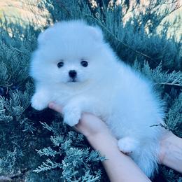 Bruno - White male Pomeranian puppy in Hot Springs, Arkansas from Pomeranian Empire