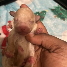 Tommy - Apricot male Poodle puppy in Gastonia, North Carolina from Precious pups dynasty kennel