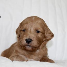 Goldendoodle Puppies from Silver Barn Doodles