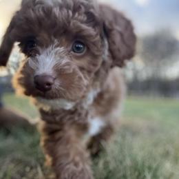 Marley - Red  female Goldendoodle puppy in Litchfield, Connecticut from Gracie Doodles CT