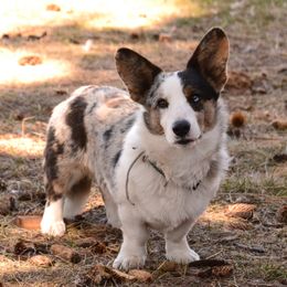 Lassie - Cardigan Welsh Corgi