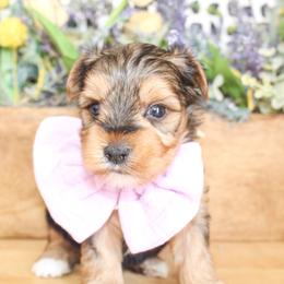 Sammy - Black and gold male Yorkshire Terrier puppy in Hugo, Oklahoma from Ann R.