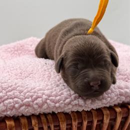 Yellow - Chocolate female Labrador Retriever puppy in Heath Springs, South Carolina from Rich Hill Retrievers