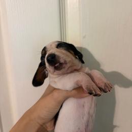 Hermes - Piebald male Dachshund puppy in Conroe, Texas from Dots Dachshunds