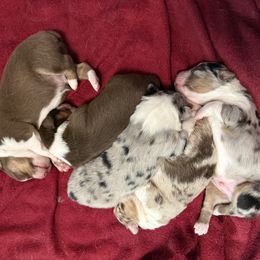 Australian Shepherd puppies from White Tail Australian Shepherds