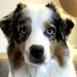 Miniature American Shepherds from April's Miniature American Shepherds