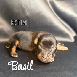 Basil - Black tri male Miniature Australian Shepherd puppy in Medical Lake, Washington from MAS Gone Rogue