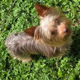 Tucker - Yorkshire Terrier