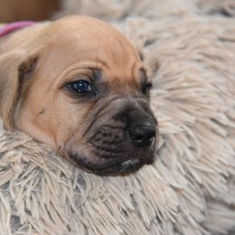 Rhodesian Ridgeback Puppies from Lyonnese Rhodesian Ridgebacks