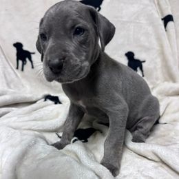 Beauty - Blue female Great Dane puppy in Lebanon, Virginia from North Cedar Danes