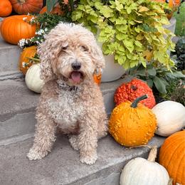 Nala - Goldendoodle