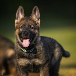 German Shepherd Puppies from Sommerfeld German Shepherds