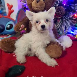 Ppm1 - White male Chinese Crested puppy in New Castle, Pennsylvania from Long Rotts & Long Haul Cresteds