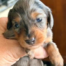 Dapple Female - Dapple female Dachshund puppy in Medina, Ohio from STORIED DOXIES
