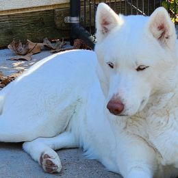 North - Siberian Husky