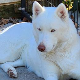 North - Siberian Husky