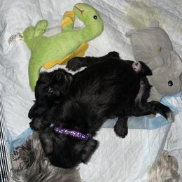 Miniature Schnauzer Puppies from Mini Schnauzers for Life