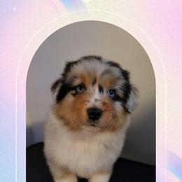 Jophiel - Blue merle female Australian Shepherd puppy in Pottstown, Pennsylvania from Daffodil Australian Shepherds