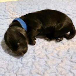 Boy 1 - Black male Dachshund puppy in Waynesboro, Tennessee from Owl Hollow Farm Miniature Dachshunds