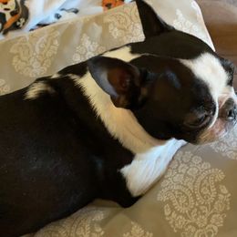 Boston Terriers from Mountain Lake Bostons