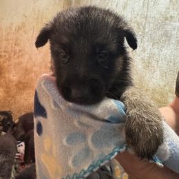 Pink female - Black and tan female German Shepherd puppy in Columbiana County, Ohio from Das Müller Hund Haus