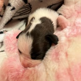 Boxer Puppies from Teressa's Boxers