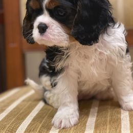 Cavalier King Charles Spaniel Puppies from Angels Ridge Cavaliers