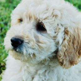 Mayflower - Cream Goldendoodle puppy in Huntington, Arkansas from Prairie Creek Goldendoodles