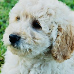 Mayflower - Cream Goldendoodle puppy in Huntington, Arkansas from Prairie Creek Goldendoodles