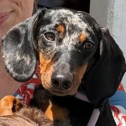 Dutchess - Dachshund