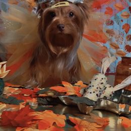 Mocha - Yorkshire Terrier