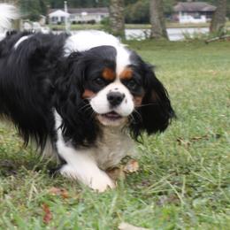 Brodie - Cavalier King Charles Spaniel
