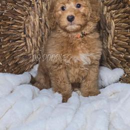 Orange - Red  male Goldendoodle puppy in Cleveland, Georgia from The O.G. Doodles