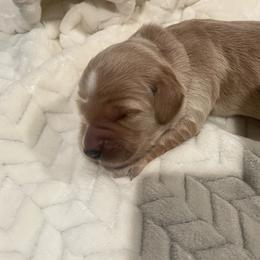 White - Cream female Goldendoodle puppy in Medina, Ohio from Farmer Doodles