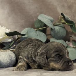 Girl 1 - female Dachshund puppy in Mt. Sterling, Illinois from Doxie Do's