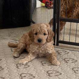Goldendoodle Puppies from Mountain Grove Doodles
