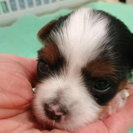 Orion (3) - Parti male Yorkshire Terrier puppy in New Holland, Pennsylvania from Ellie's Cute as a Button Yorkies