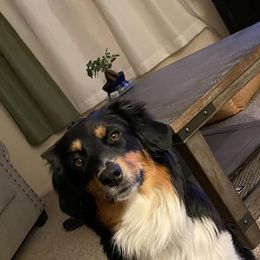 Aussiedoodle and Australian Shepherd All Grown Up from Lazy S Aussies