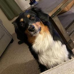 Aussiedoodle and Australian Shepherd All Grown Up from Lazy S Aussies