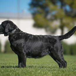 Sriracha - Labrador Retriever