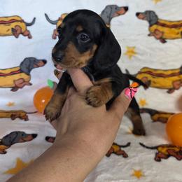 Black and Tan Boy 1 - Black and tan male Dachshund puppy in Austin, Colorado from Colorado Mini Dachshunds & Mini Pomskies
