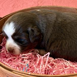 Dancer - Red tri female Miniature Australian Shepherd puppy in Port Saint Lucie, Florida from Charlene Brannon's Mini Australian Shepherds
