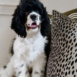 WOODY - Black male Australian Labradoodle puppy in Valley Springs, California from Blue Denim Doodles