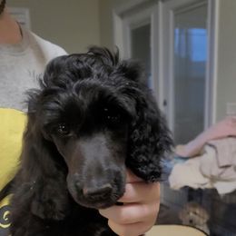 Girl 5 - Black Poodle puppy in Jay, Florida from Purpose Bred Poodles