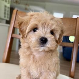 Cavapoos, Maltese, and Maltipoos from Historic triangle doodles