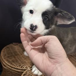 Girl 4 - Brindle and white female American Corgi puppy in Castle Rock, Washington from R and b corgis and farm
