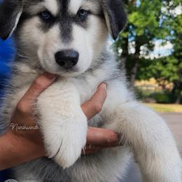 Kara - Seal and white female Alaskan Malamute puppy in Sandy, Oregon from NORTH WINDS ALASKAN MALAMUTES