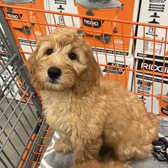 Ruby - Australian Cobberdog puppy from Labe's Australian Cobberdogs