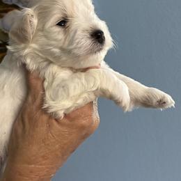 Miniature Schnauzers and Shih Tzus from Cutie Shihtzu, Miniature Schnauzer