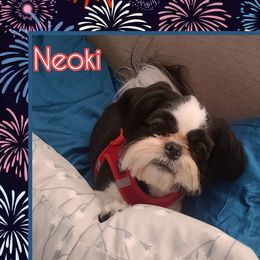 Neoki - Shih Tzu